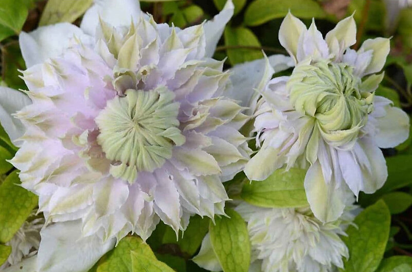 Клематис Moonglow, thorncroftclematis.co.uk