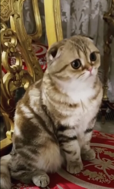 Такая красивая с круглыми глазками. А окрас какой . Просто чудо