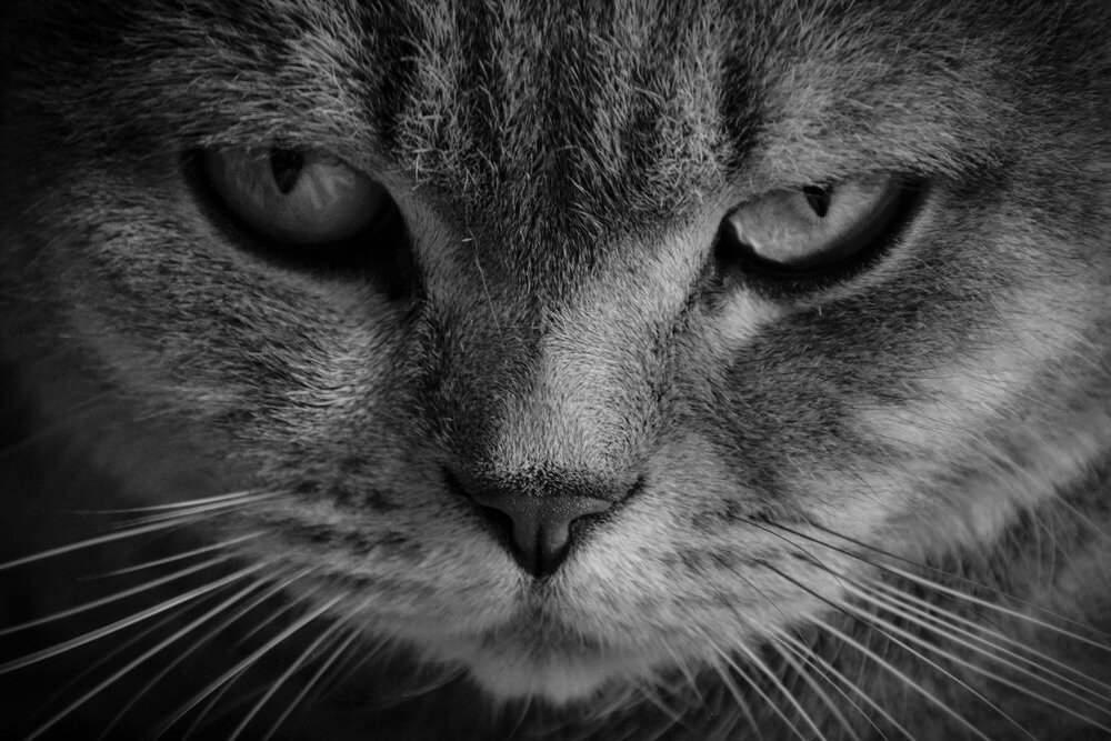Не обижайте котиков