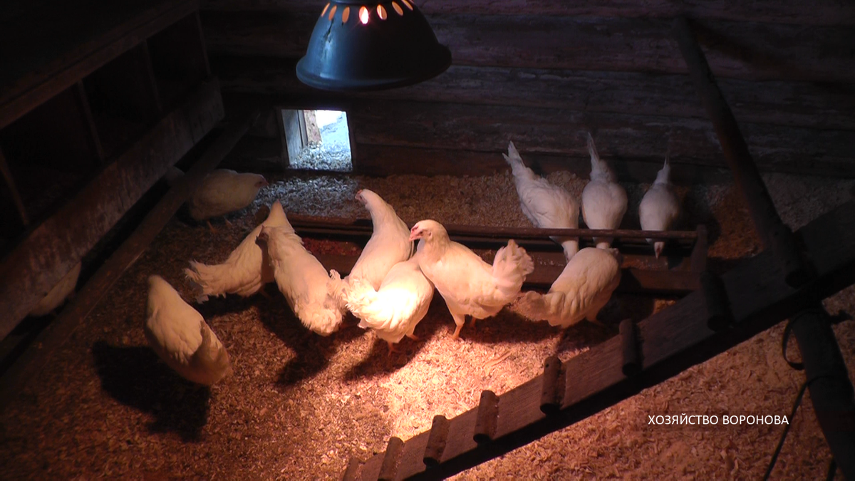 Куры в курятнике на свежей подстилке