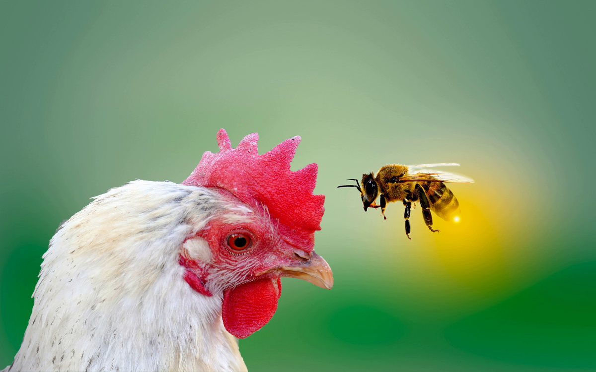 По содержанию полезных веществ трутневый расплод легко поспорит с куриными яйцами