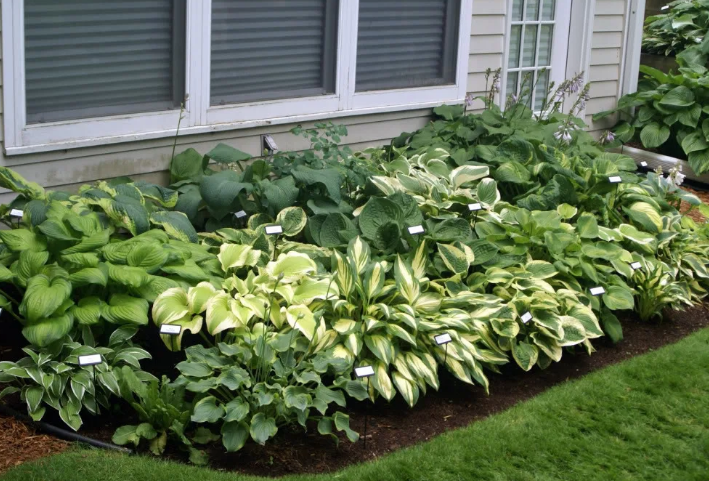 Фотография взята из источника supersadovnik.ru