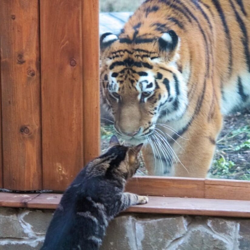 Фото из яндекс 