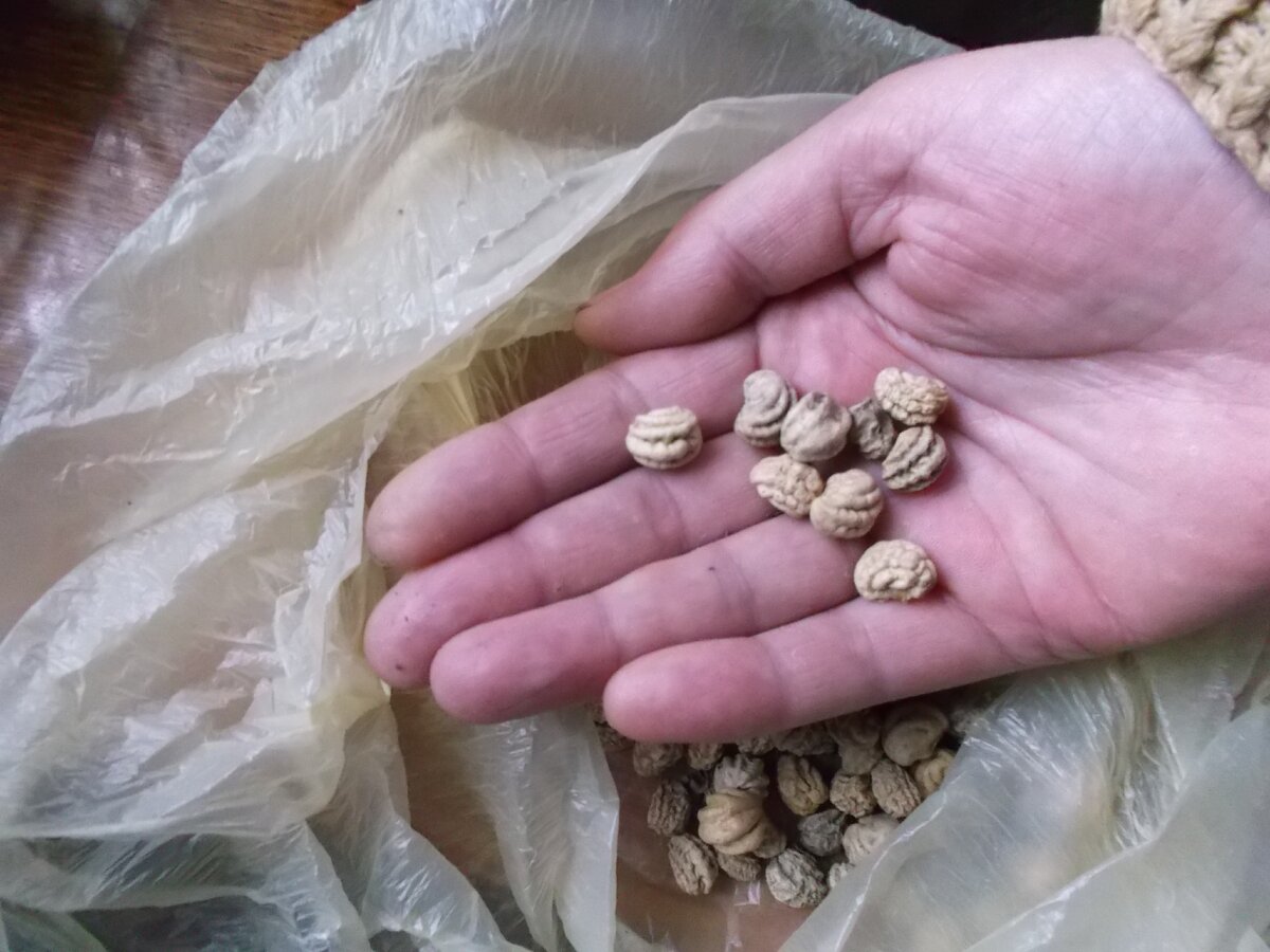 Семена настурции