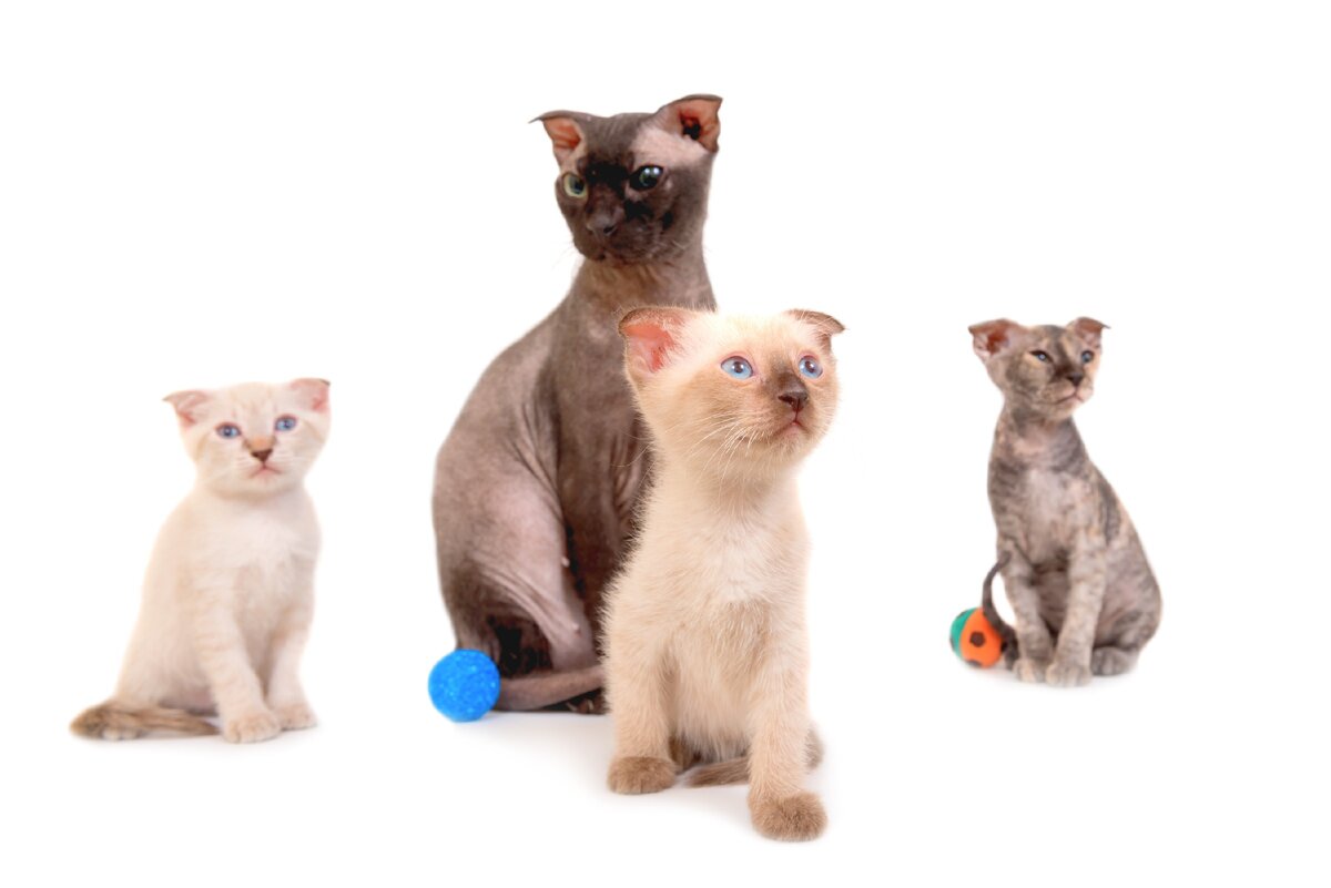 Фото взято из открытого источника.