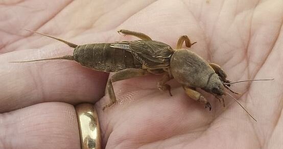 Медведка на ладони. Фото из интернета. Спасибо автору!