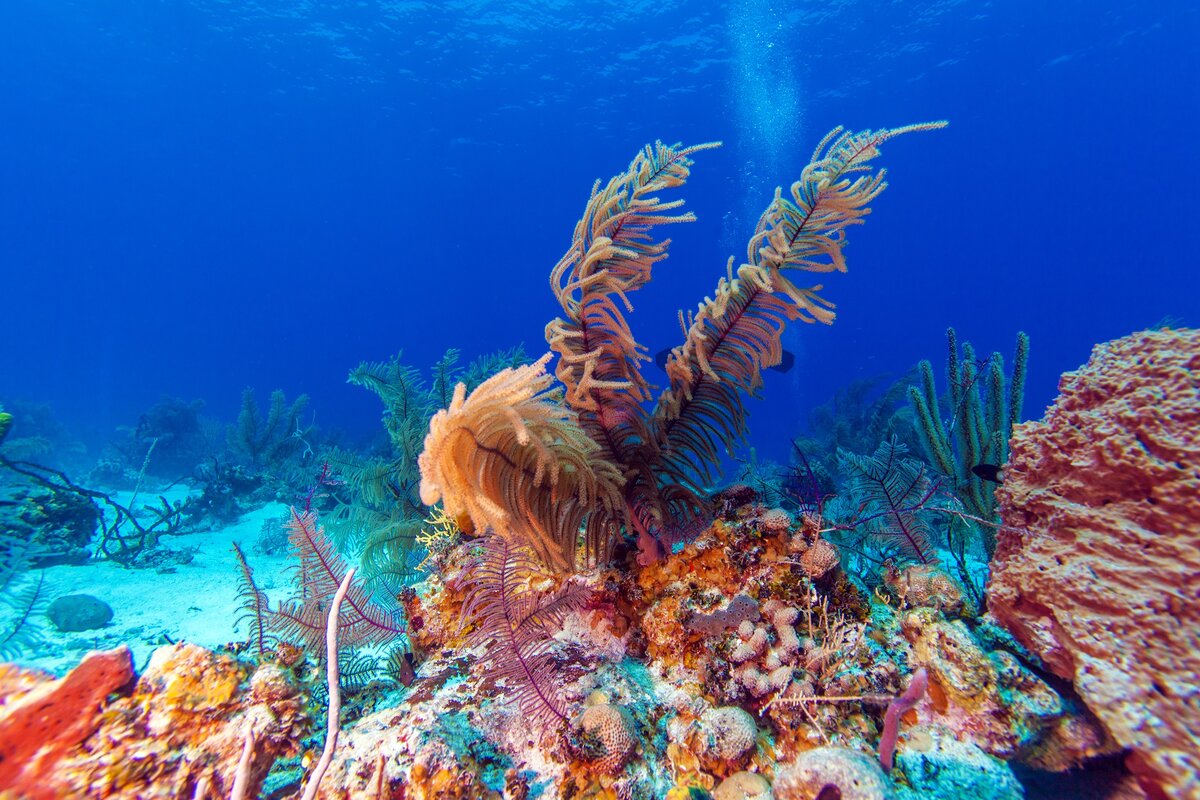 Поставьте себе задачу совместить отпуск с реализацией давней мечты. Например,  научиться нырять или заняться подводной фотографией. Фото автора.