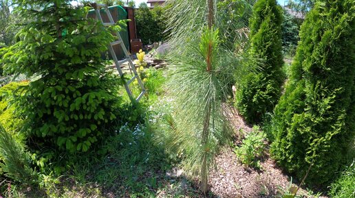 Порно фото Nazi