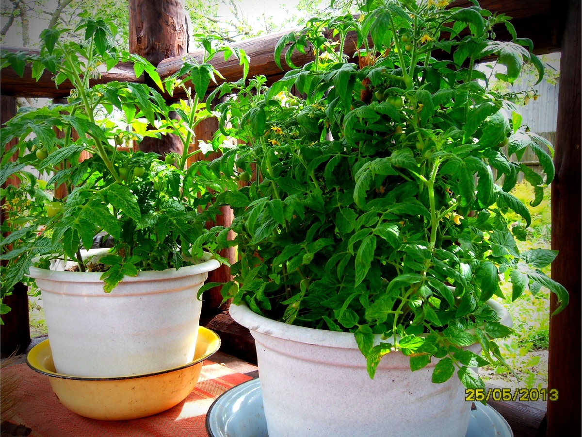 Такая красота была в 2013 г. К концу мая помидорки уже дружно цвели. Фото автора.