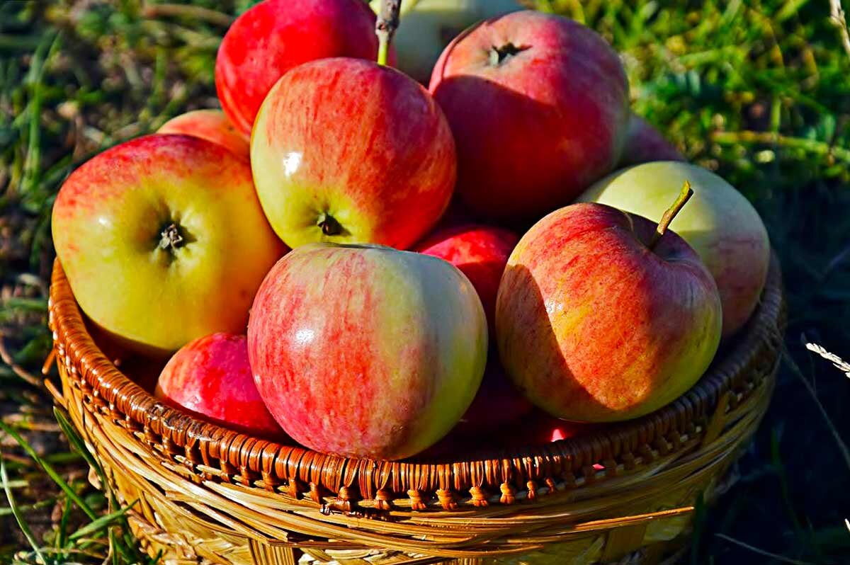 Фото урожая из архивов.