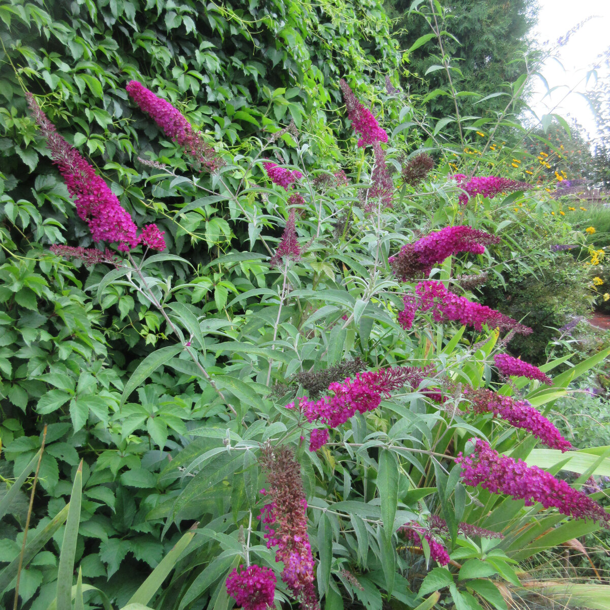 Pugster Amethyst Butterfly Bush Buddleia