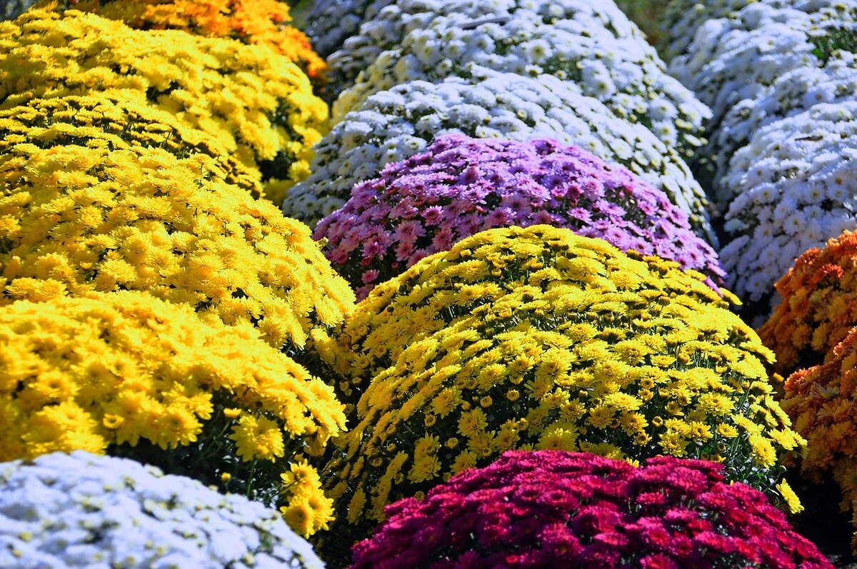 Цветы мультифлора фото как выращивать и размножать