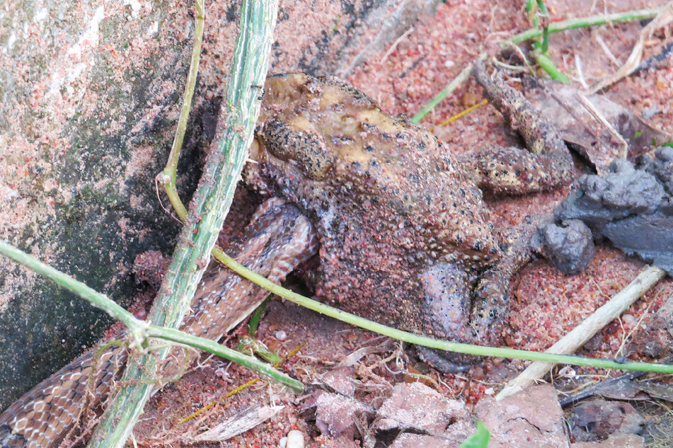 Фото из статьи Bringsøe H, Suthanthangjai M, Suthanthangjai W, Nimnuam K (2020) Eviscerated alive: Novel and macabre feeding strategy in Oligodon fasciolatus (Günther, 1864) eating organs of Duttaphrynus melanostictus (Schneider, 1799) in Thailand. Herpetozoa 33: 157-163.