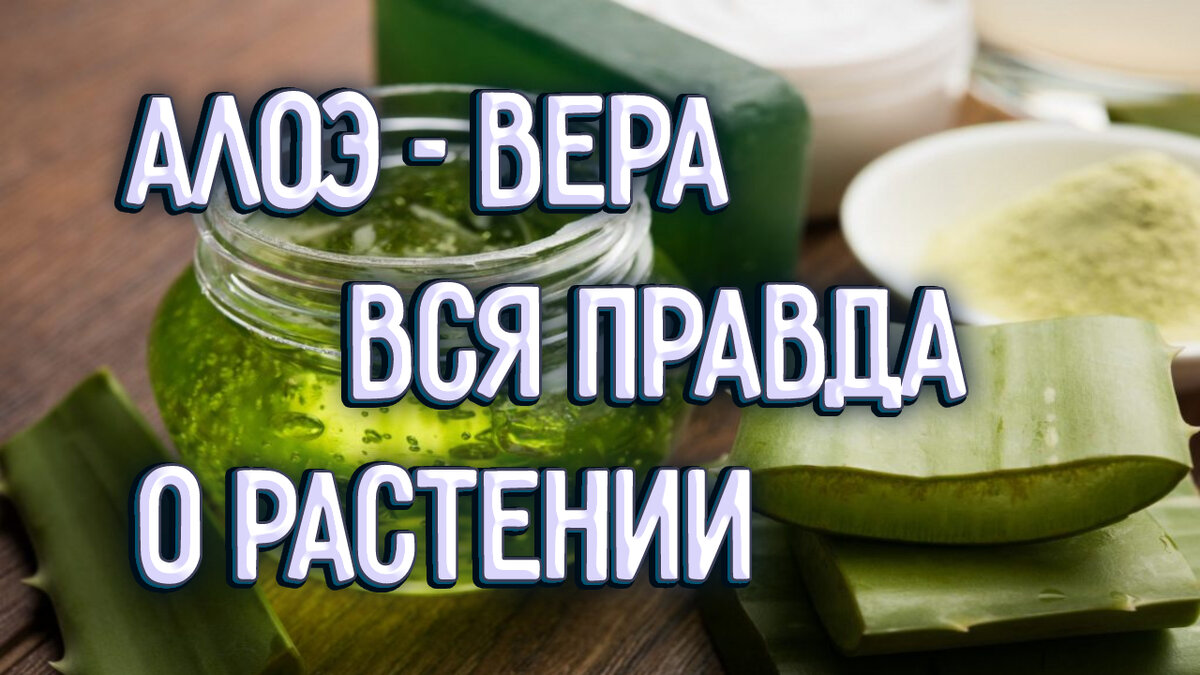 Преимущества алоэ при герпесе на губах