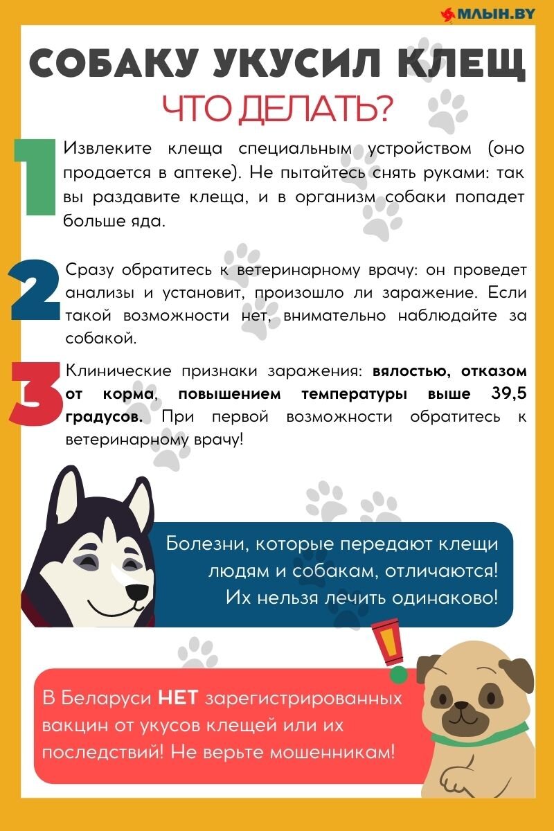 Их можно найти даже в деснах». Как спасти собаку от клещей — советы  ветеринара | Минская правда | МЛЫН.BY | Дзен