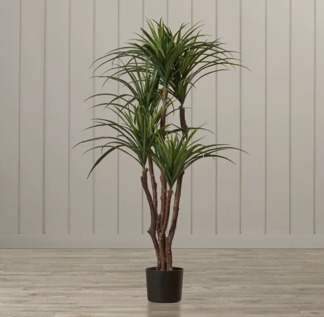 Фикус пальма 