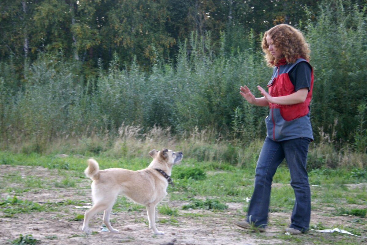 Это мы с моей Джинкой идём другим путём ;) Фото 2011 года, занятие трюковой дрессировкой. 