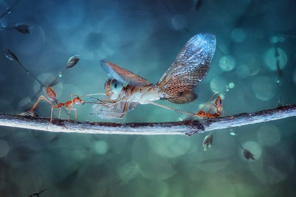 Фото: Syuwandi Sien, https://rosphoto.com/vdohnovenie/strekozy-3802 