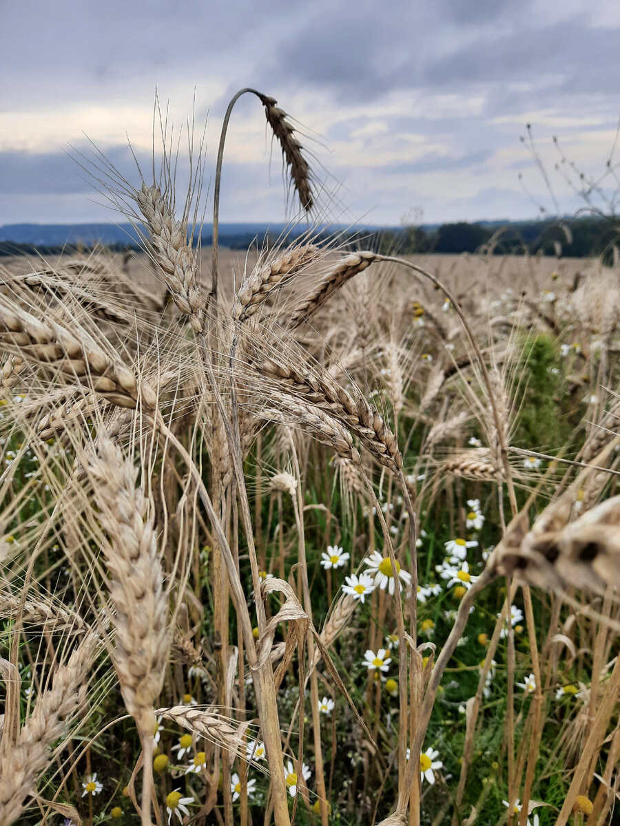 Поле за нашей деревней. Лето 2021. Фото автора