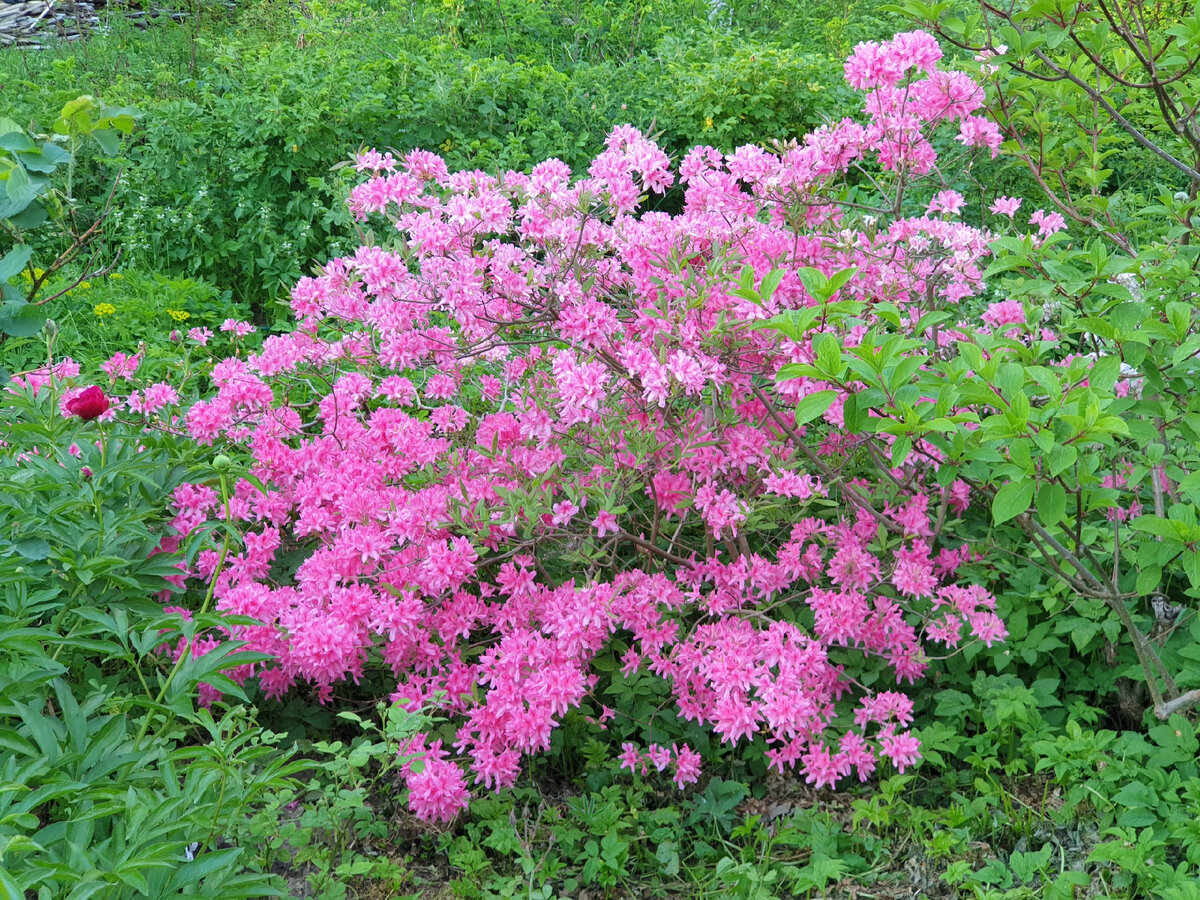 Rhododendron 'Rosy Lights'. Фото Е. Мумриной