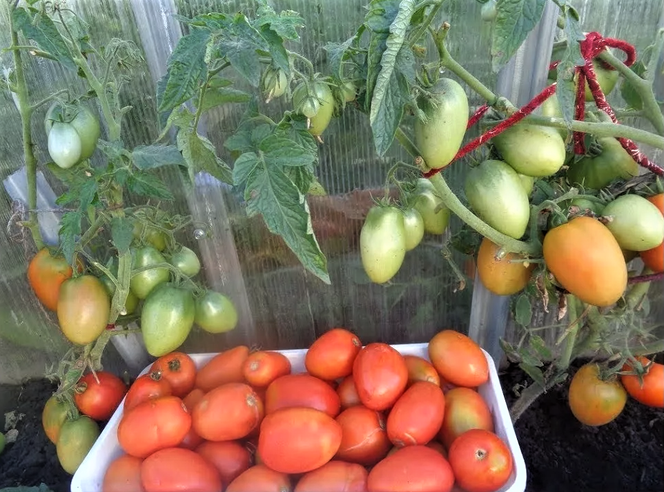 Детерминантные, супердетерминантные и штамбовые томаты, идеальны дляоткрытого грунта