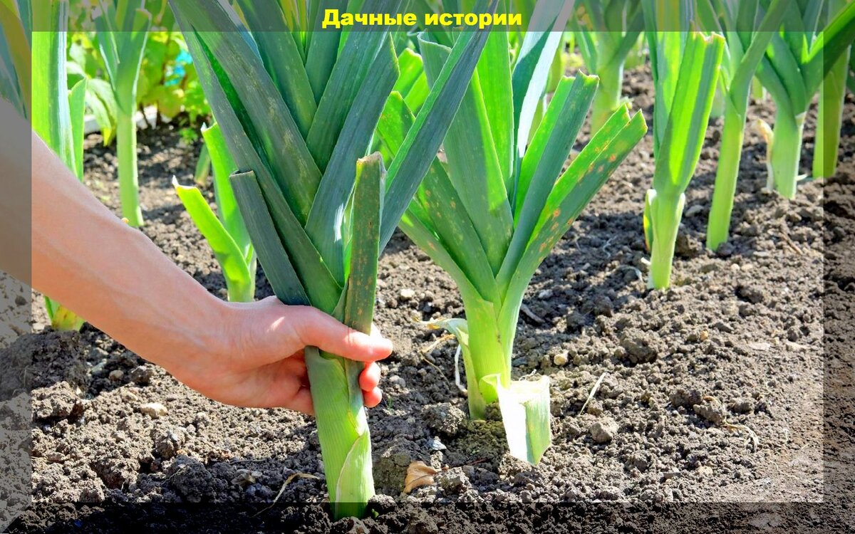 https://vk.com/photo-159774511_457251296