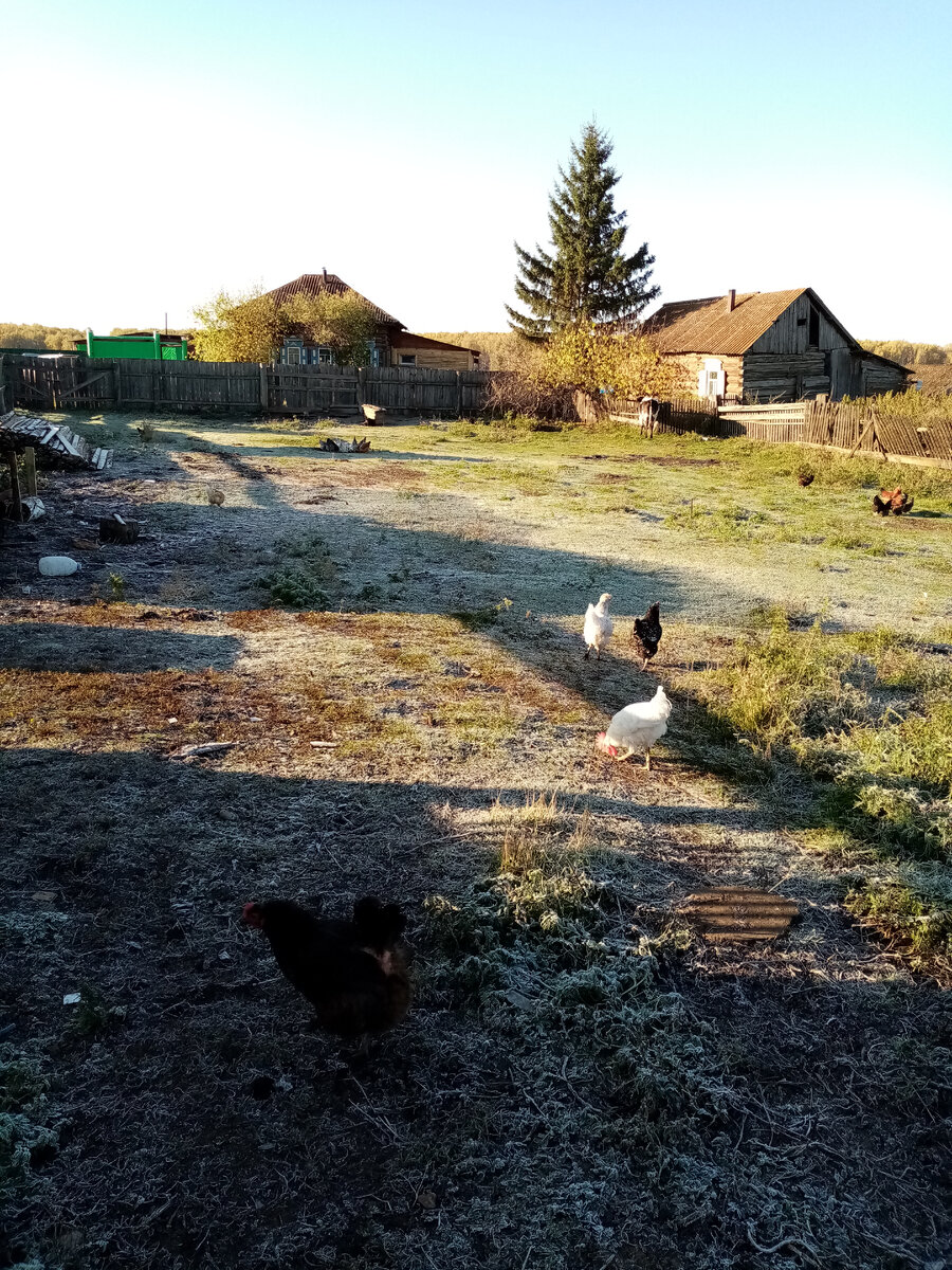 Утро в деревне 