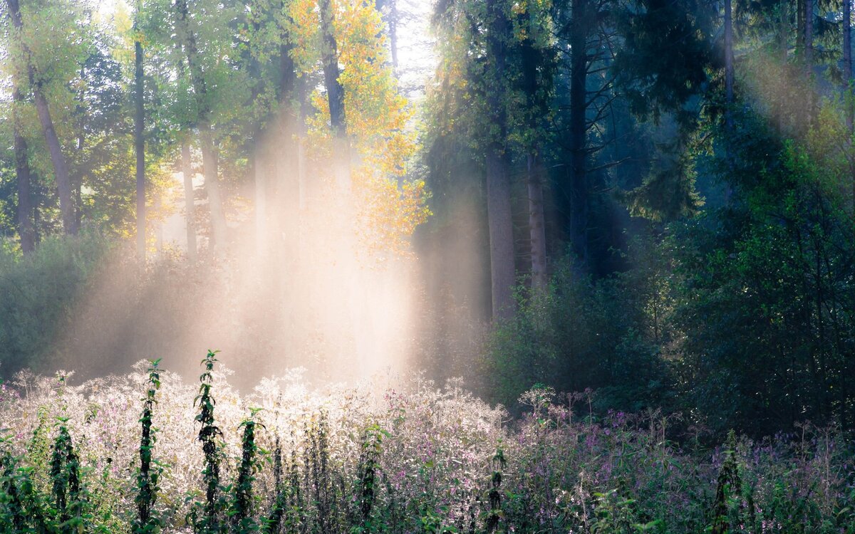 фото из интернета