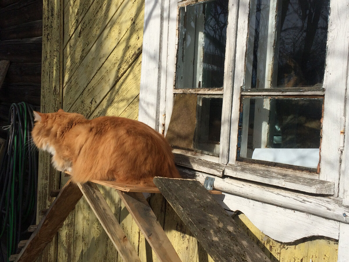 Беша около кошачьего лаза. Фото автора