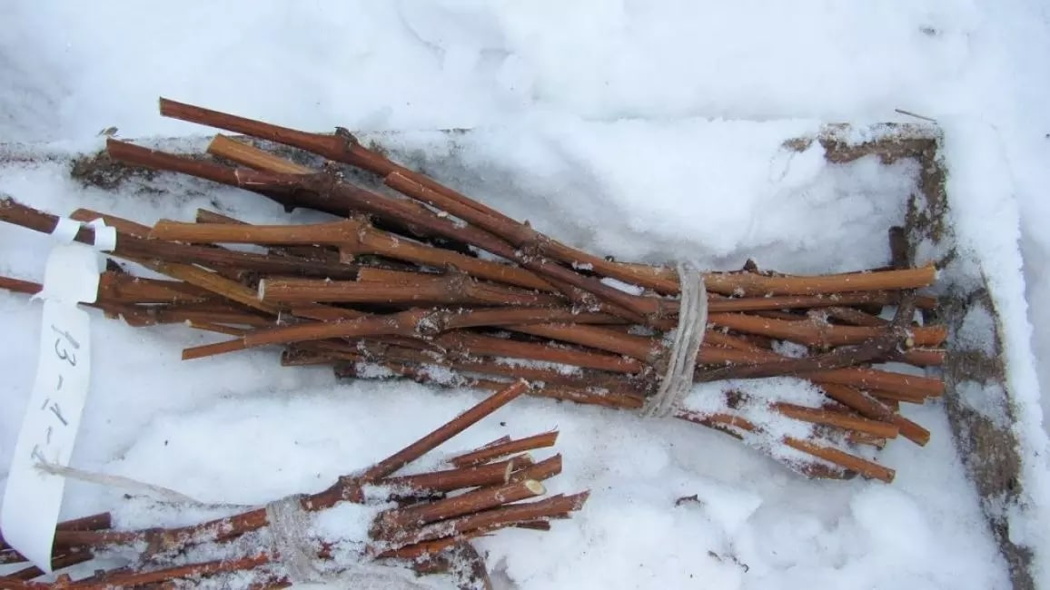 Черенки для прививок