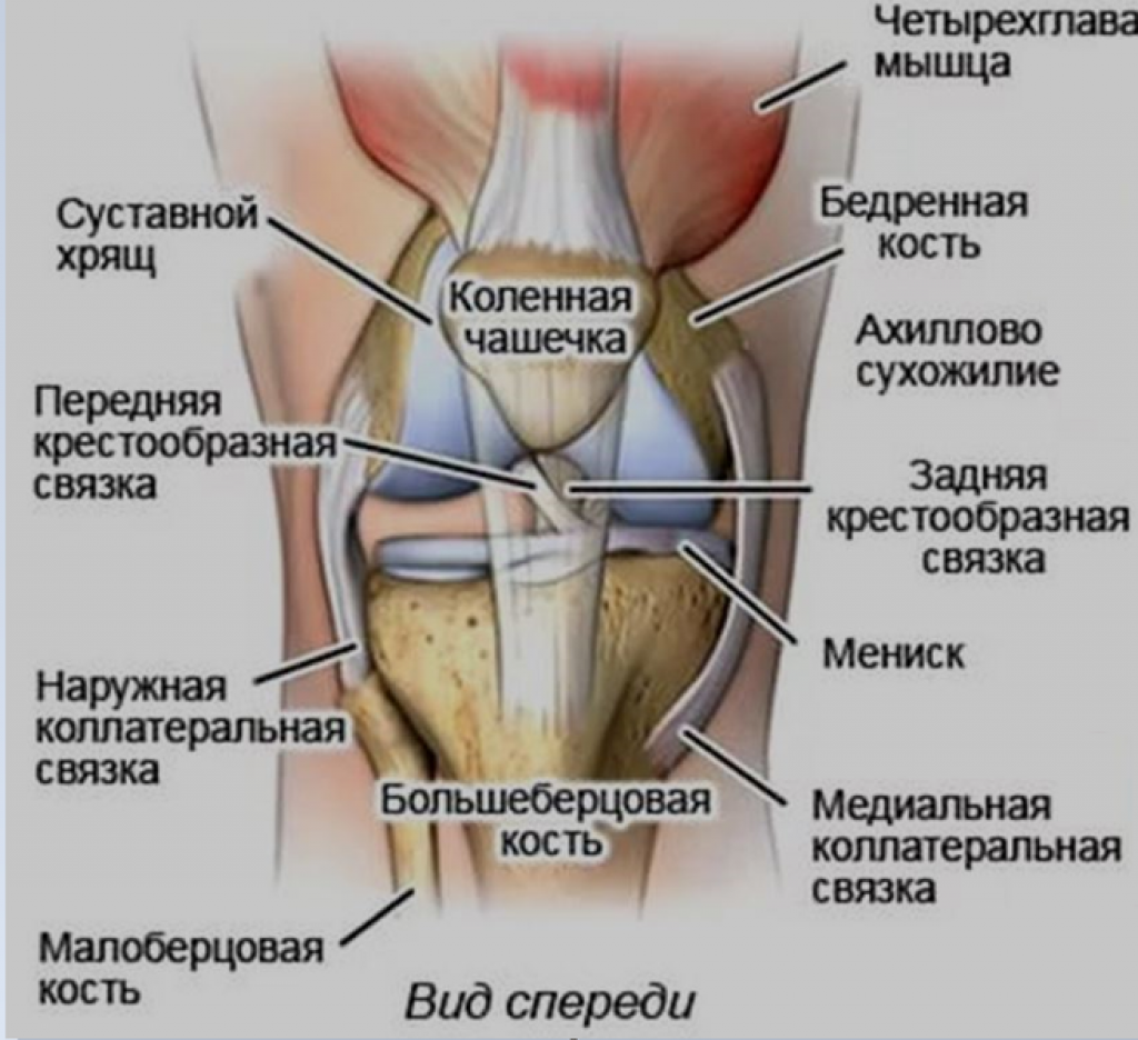 Как устроено колено. Коленный сустав строение анатомия связки. Строение коленного сустава человека анатомия связки мышцы. Строение коленного сустава человека связки и сухожилия. Связочный аппарат коленного сустава анатомия.