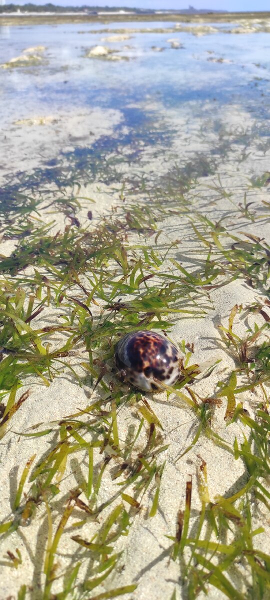 На пляже в Кении 