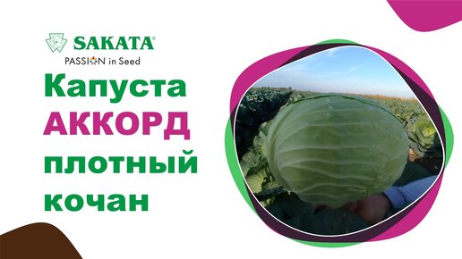 Капуста, гибрид АККОРД. Плотный кочан. Превосходная структура #семенакапусты #белокочаннаякапуста