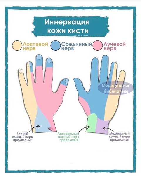 Зона иннервации кисти
