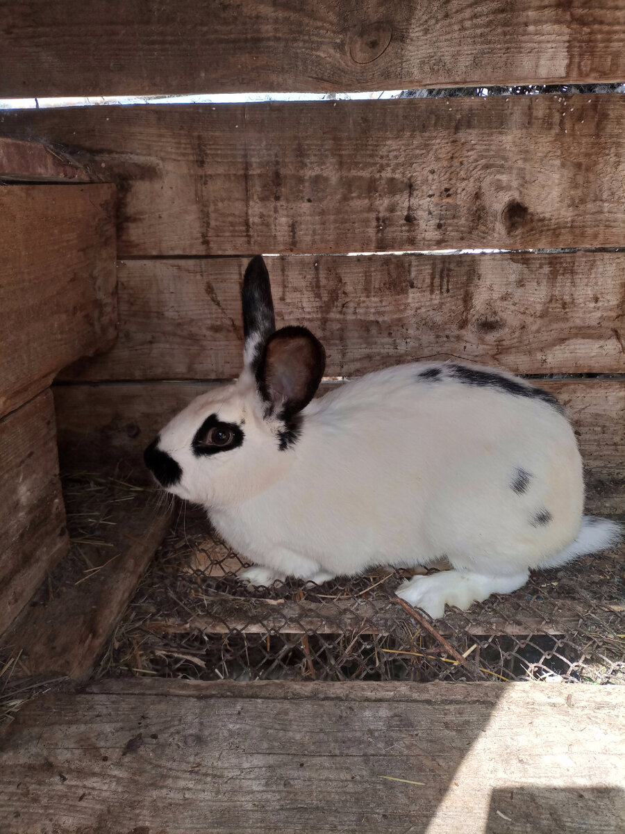 кот и кролик. домашние кролики декоративные. завести кролика. карликовые вислоухие кролики плюсы и минусы. обои на компьютерный стол декоративные кролики.