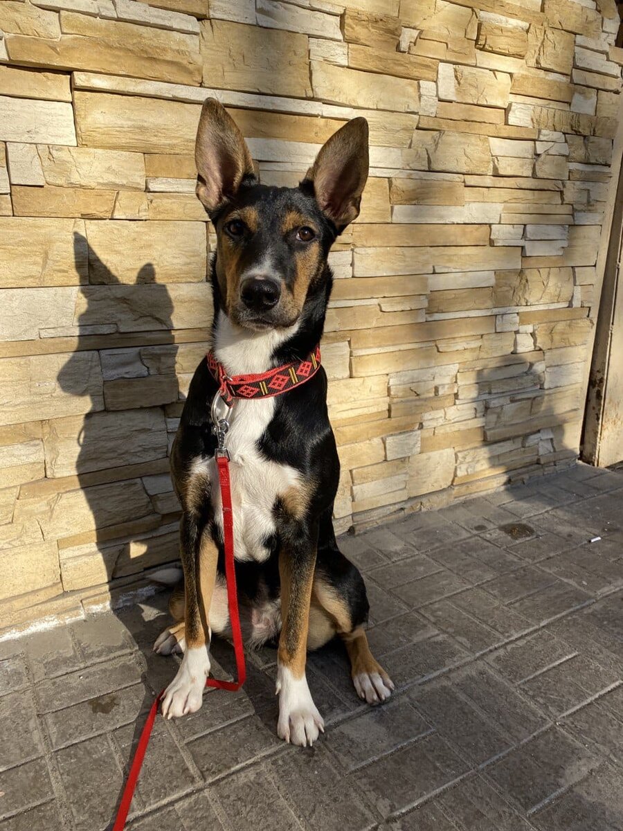 Дея только на фото кажется большой, на самом деле она очень компактная собака