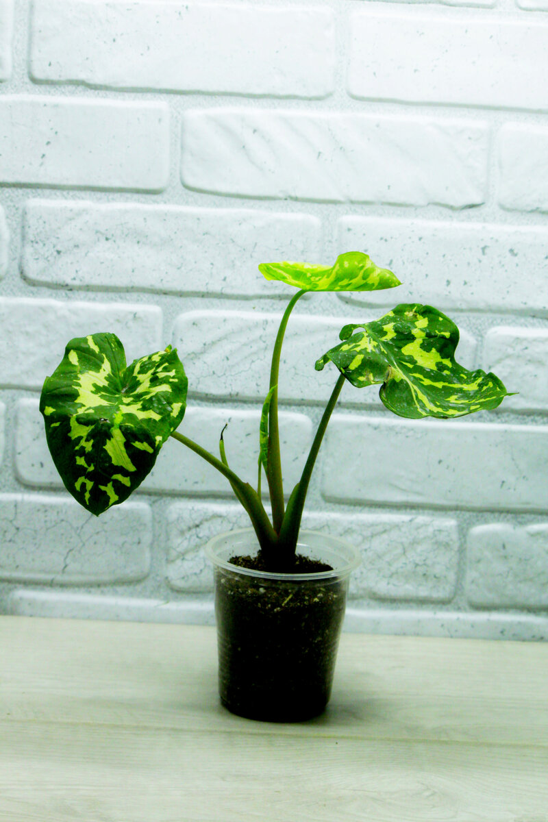 Ксантокаладиум Хило Бьюти. Фото и коллекция автора Masteritayaplants