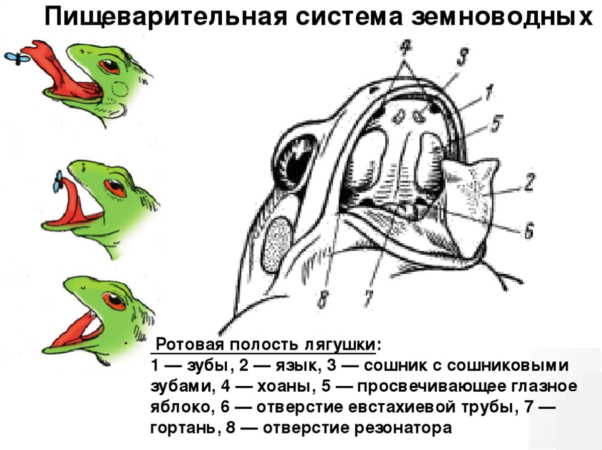 Полость земноводных. Строение полости рта лягушки. Пищеварительная система лягушки 7 класс. Схема пищеварительной системы лягушки. Ротоглоточная полость у лягушки.