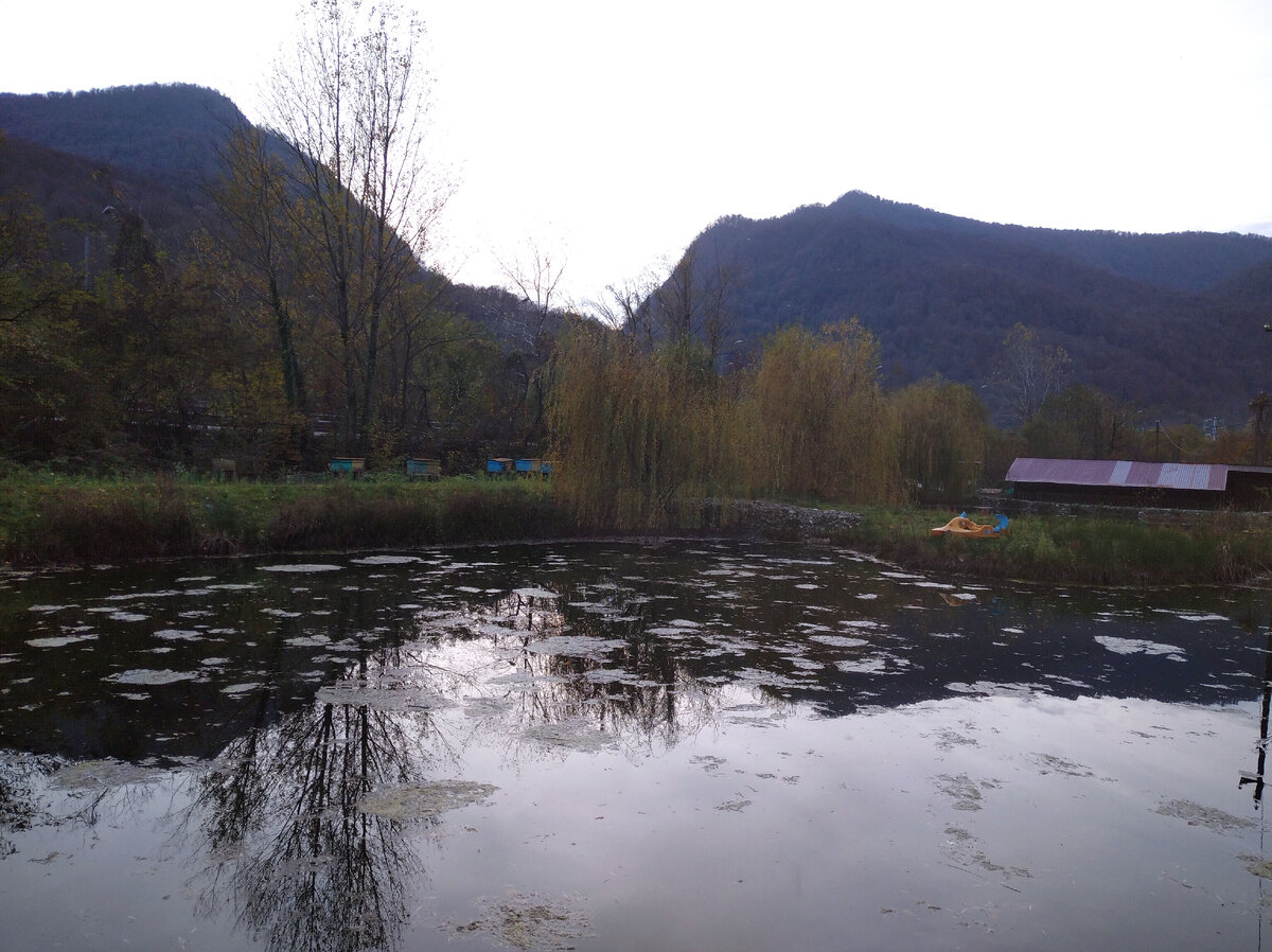 Заброшенный кемпинг у Краснополянской дороги с форелями в пруду и ульями по периметру:)