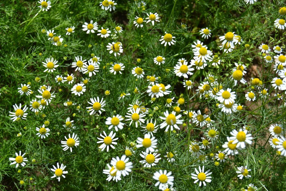 ромашка аптечная фото