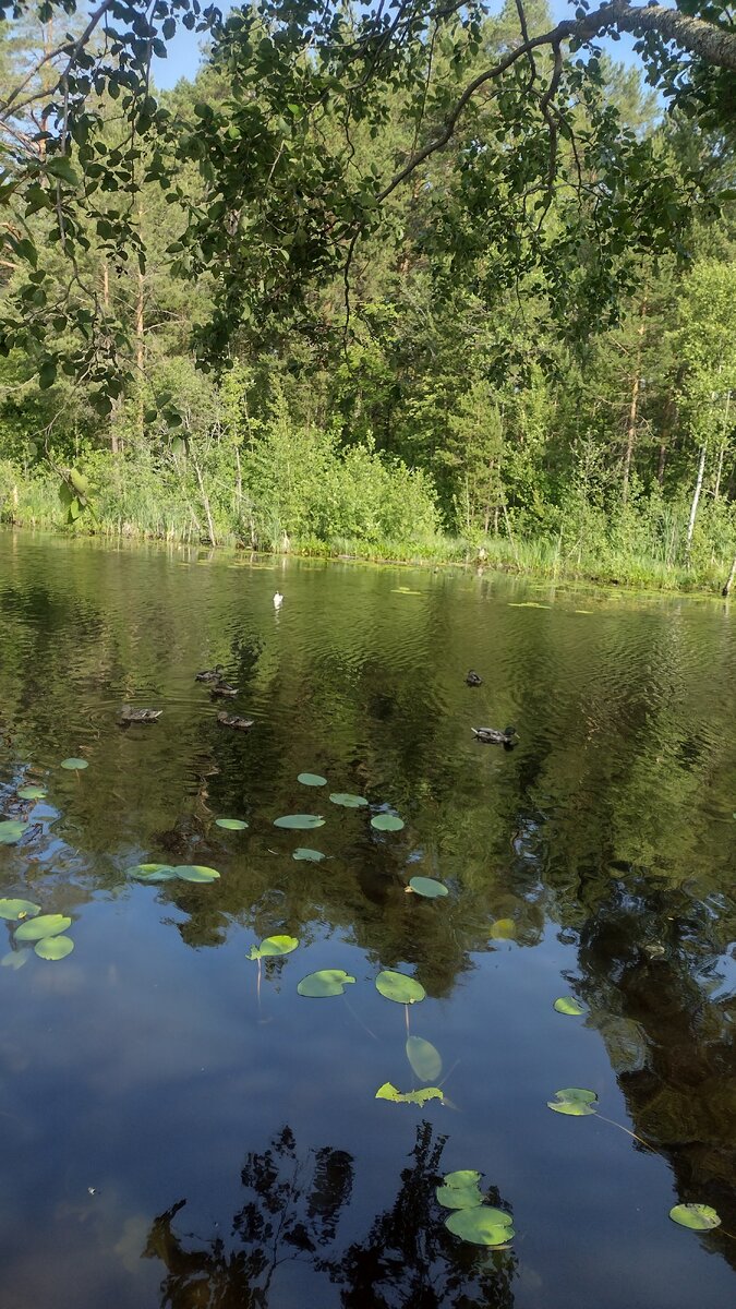 Река Коваши