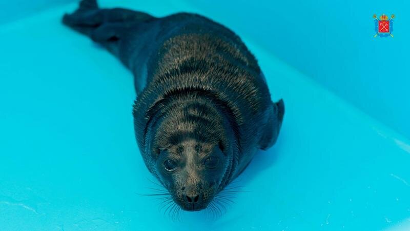    Фото: пресс-служба правительства Санкт-Петербурга