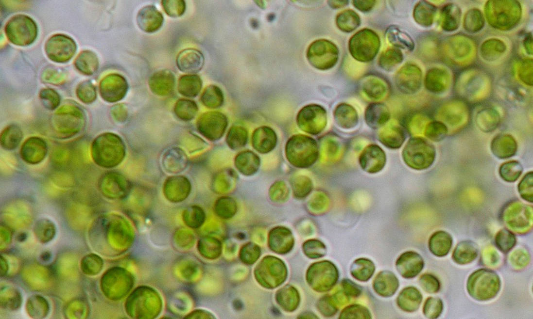Микроводоросли хлорелла. Хлорелла одноклеточная. Одноклеточная водоросль хлорелла. Зеленой микроводоросли Chlorella vulgaris (хлорелла).
