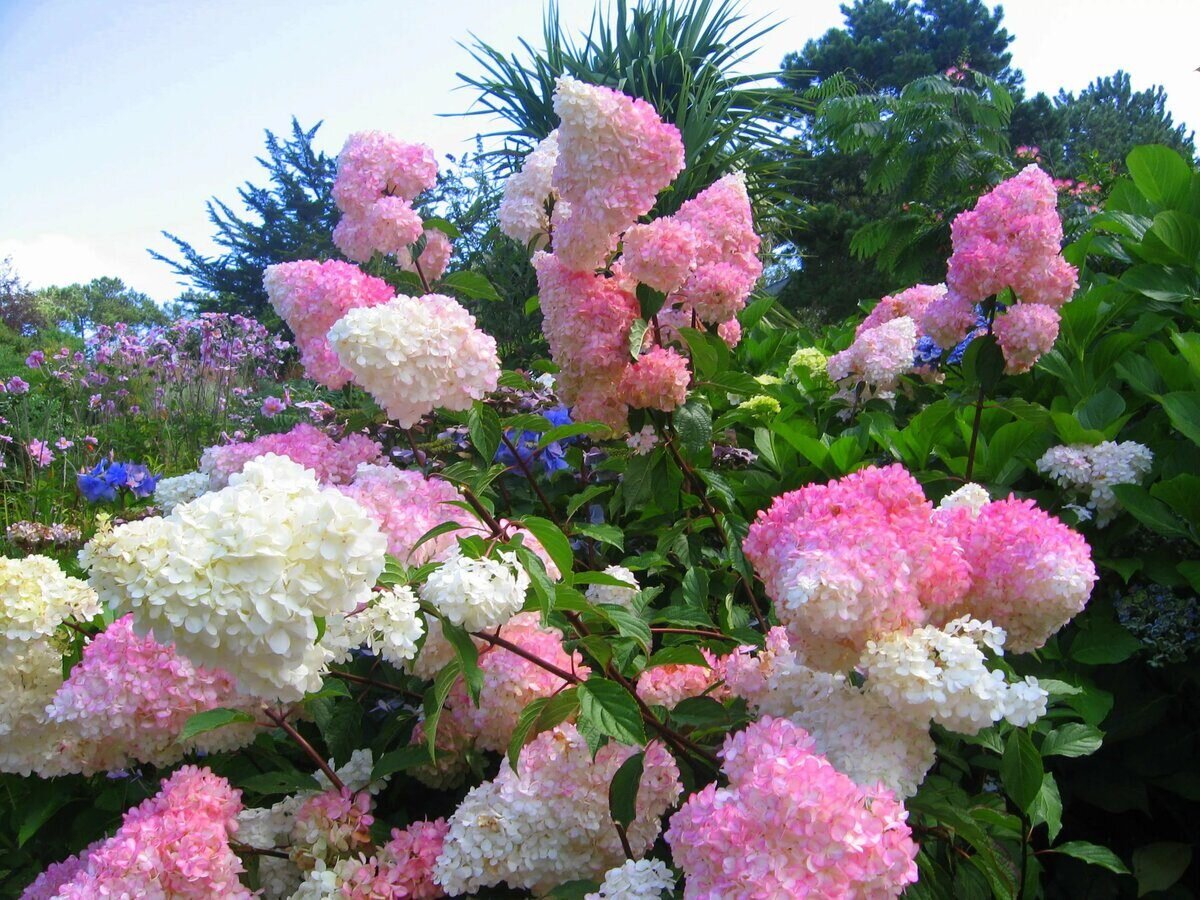 Вот так она выглядит, мечта моя, гортензия метельчатая Vanille Fraise. Фото с сайта летнийсад.рус