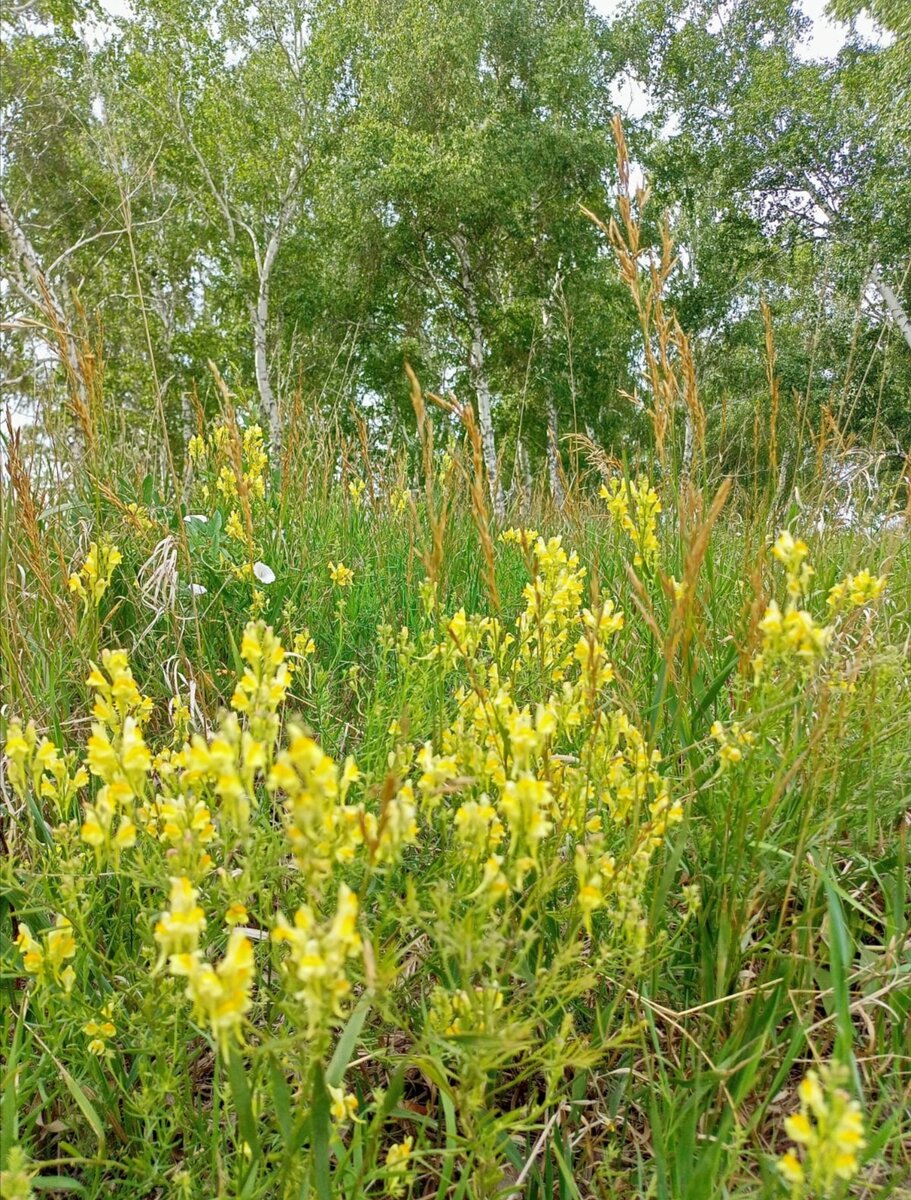 Деревенские зарисовки. фото автора