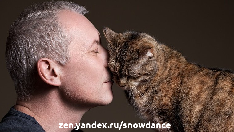 10 способов проявить любовь к своей кошке | КотоВедение | Дзен