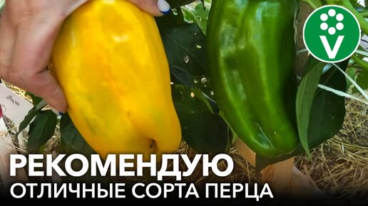 5 урожайных сортов перца: с отличными вкусовыми качествами и неприхотливых. Рекомендует биолог