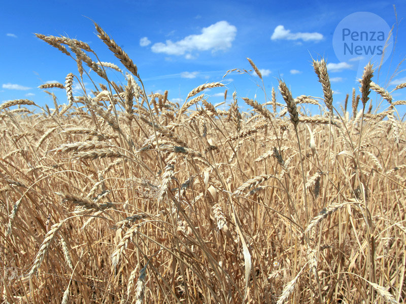   © Фото из архива ИА «PenzaNews»