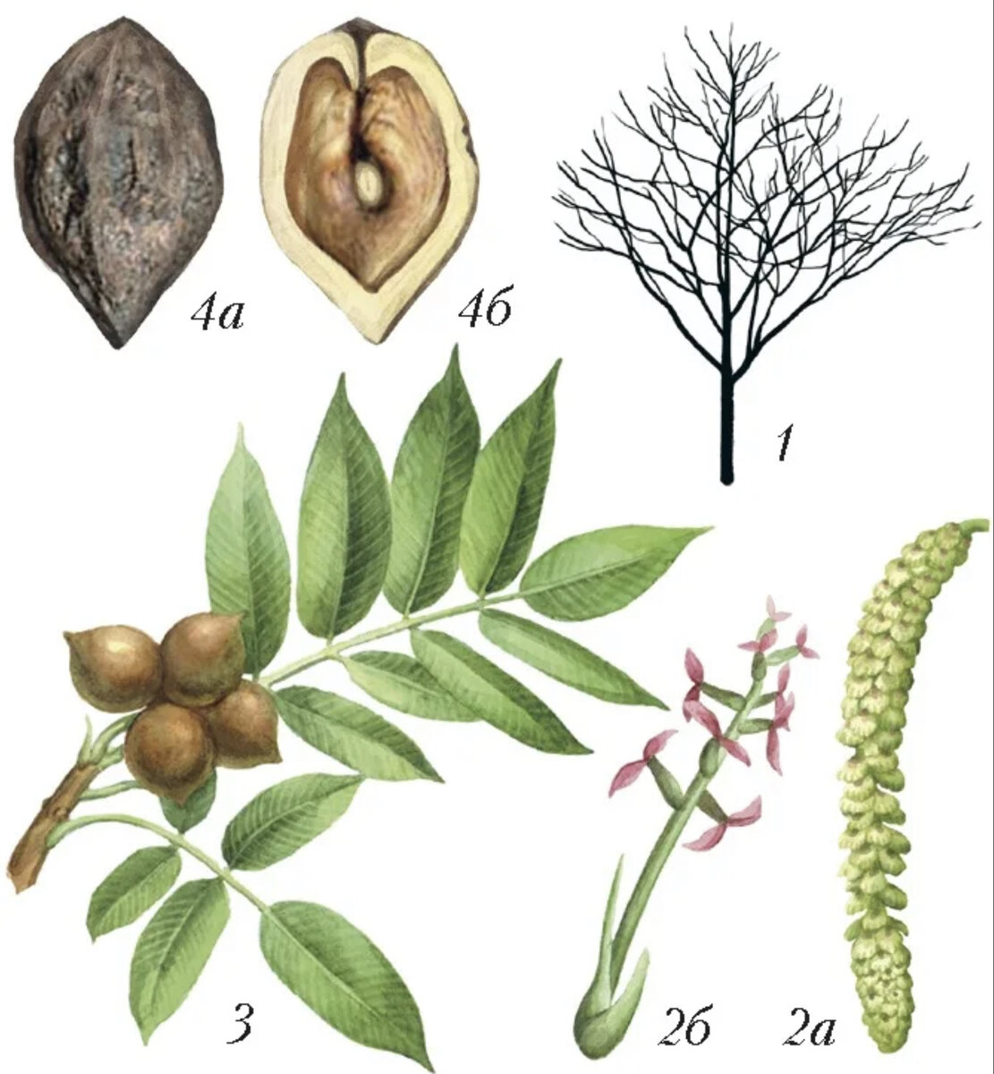 Орех маньчжурский (Juglans mandshurica)