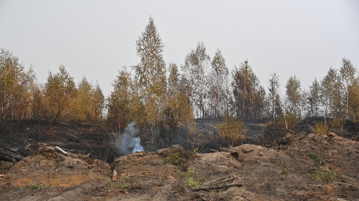   На месте пожара в лесу в Рязанской области© РИА Новости / Евгений Одиноков